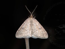 Theria crypta_имаго_самец 2